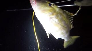 UMIKOT DINAKMA, PUMASOK DINOKOT