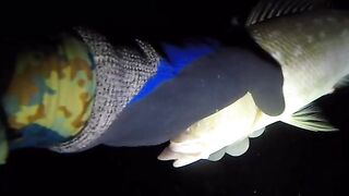 UMIKOT DINAKMA, PUMASOK DINOKOT