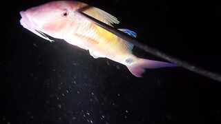 UMIKOT DINAKMA, PUMASOK DINOKOT