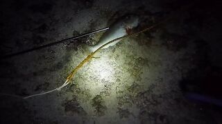 UMIKOT DINAKMA, PUMASOK DINOKOT