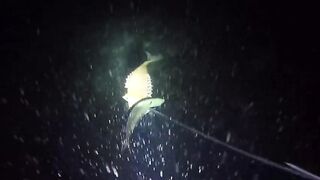 UMIKOT DINAKMA, PUMASOK DINOKOT