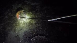 UMIKOT DINAKMA, PUMASOK DINOKOT