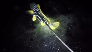 UMIKOT DINAKMA, PUMASOK DINOKOT