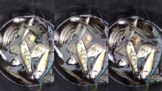 Boracay Palawan Philippines свежая рыба с моря где покупать утром и что готовят