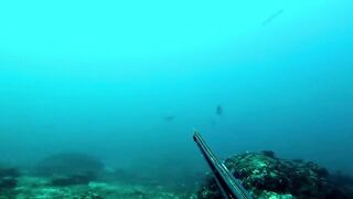 NAHIRAPAN AKONG MAMILI , TANIGUE OR GIANT TREVALLY 