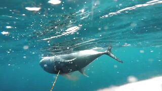 NAHIRAPAN AKONG MAMILI , TANIGUE OR GIANT TREVALLY 