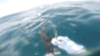 NAHIRAPAN AKONG MAMILI , TANIGUE OR GIANT TREVALLY 