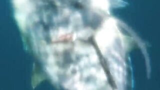 NAHIRAPAN AKONG MAMILI , TANIGUE OR GIANT TREVALLY 