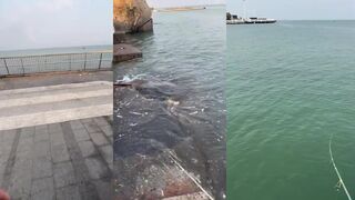 เคาะแกโรโก้ наเหยื่อปลอม что за приём и когда он срабатывает?