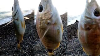 abkhazia море уважение рыбаку и морская рыбалка без лишних слов