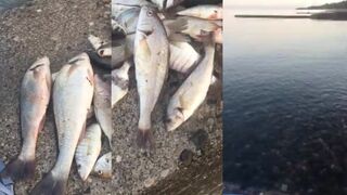 Абхазия Новый Афон, море пляж и утренний улов без суеты