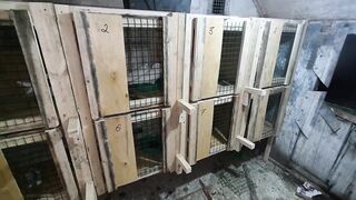 Гнездовые отсеки для голубей Таклам и Соло Каплана после смены пера