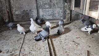 Гнездовые отсеки для голубей Таклам и Соло Каплана после смены пера