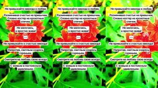 Не привыкайте Асадов строки под плеск воды и покачивание поплавка