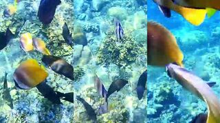 AMED BALI кормим рыб у берега это прикорм для рыбалки или просто фан?