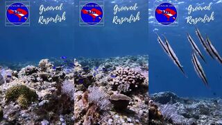 Amed (Амед) Bali grooved razorfish под водой и почему эта рыба так странно выглядит