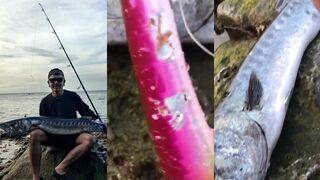 AMED BALI морская рыбалка: baby cuda у Bli Komang и быстрые поклевки