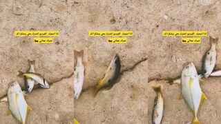 سلطنة عمان ловля с берега и по побережью где искать рыбу утром