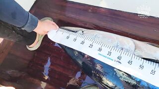 Турция тунец - если утащит то вместе с катером проверка прочности