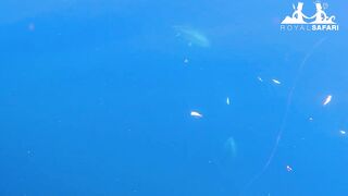 Турция тунец - если утащит то вместе с катером проверка прочности