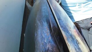 Турция тунец - если утащит то вместе с катером проверка прочности