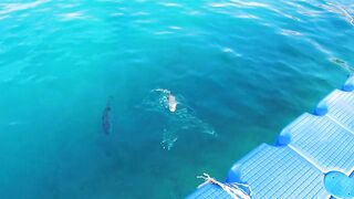 Турция, морская рыбалка рокфишинг и микроджиг без скуки