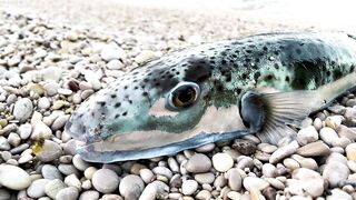 Турция, морская рыбалка рокфишинг и микроджиг без скуки