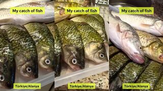 Turkiye. Alanya. Fishing. My catch of fish. #turkey #fishing #alanya #manavgat #fish