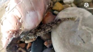 Antalya Lara 5 минут 100 рыб и рыбалка без заморочек правда или монтаж