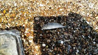 Antalya Lara 5 минут 100 рыб и рыбалка без заморочек правда или монтаж