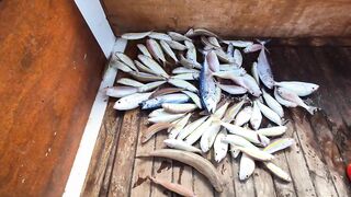 Antalya/Анталья утро и рекордный улов на рассветной проводке