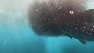 Magey Raajje Equatic Vibe и островной вайб как там выглядит берег