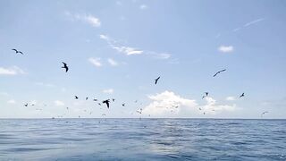 Maldives magoodhoomasverin Riveyra и местный рыбацкий движ у берега