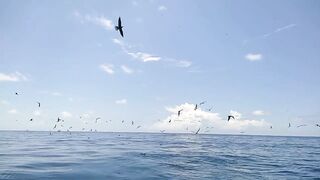 Maldives magoodhoomasverin Riveyra и местный рыбацкий движ у берега