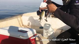 морская рыбалка в Fujerah: حداق وجيقنج и как держат джиг на течении