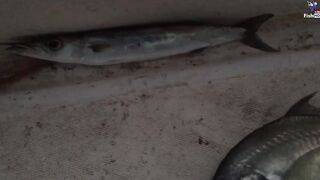 морская рыбалка в Fujerah: حداق وجيقنج и как держат джиг на течении