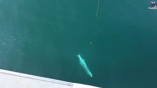 морская рыбалка в Fujerah: حداق وجيقنج и как держат джиг на течении