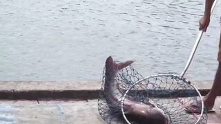 PATTAYA THAILAND, озерная ловля и огромная рыба в кадре