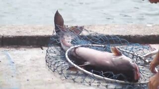 PATTAYA THAILAND, озерная ловля и огромная рыба в кадре