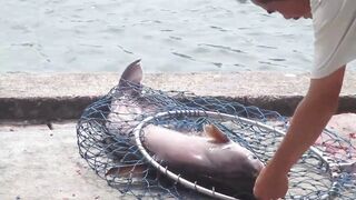 PATTAYA THAILAND, озерная ловля и огромная рыба в кадре