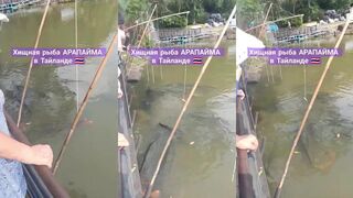 Таиланд Thailand хищная АРАПАЙМА где ее ловят и почему это не море