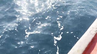 Pattaya Паттайя морская рыбалка 2024 что реально ловят за день на лодке