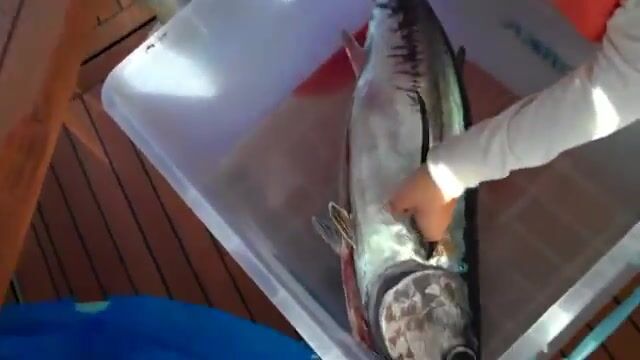 Лимасол и один рабочий тунец - морская рыбалка на Кипре на четвертом часу