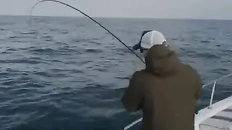 Чайка над котлом и kingfish по кругу - рыбалка в Абу-Даби с лодки