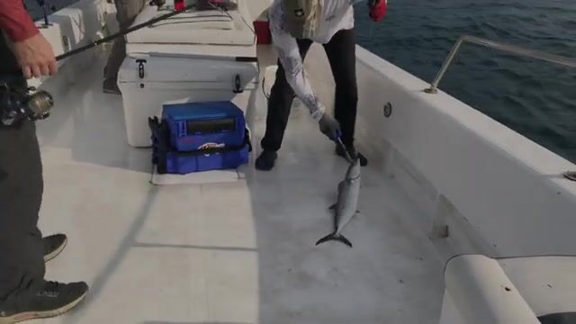 Чайка над котлом и kingfish по кругу - рыбалка в Абу-Даби с лодки