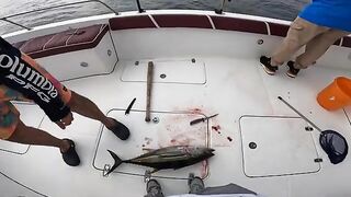 Сначала уже резали рыбу под сашими, а желтоперый в Фуджейре потом еще заставил побегать