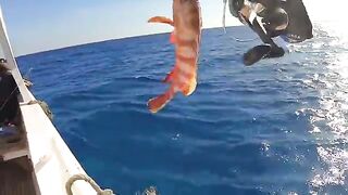 В декабрьской Хургаде ждал барракуду, а день в Красном море собрался в группера и спинорога