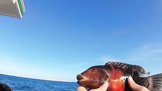 В декабрьской Хургаде ждал барракуду, а день в Красном море собрался в группера и спинорога