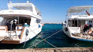 Котенок на борту вел себя спокойнее нас, а в Хургаде клевать начало только после рассвета