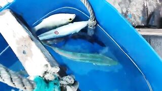 На южные острова шел без больших надежд, а в бухте Винперла рыба все-таки оживила день